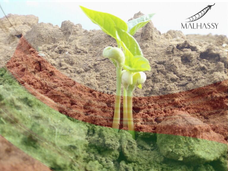 Pourquoi choisir des produits malgaches ? Un trésor naturel à découvrir »