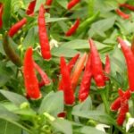 Piment cultiver Bio
