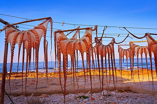 pngtree-dried-octopus-at-mediterranean-sunset-of-spain-photo-image_3070442