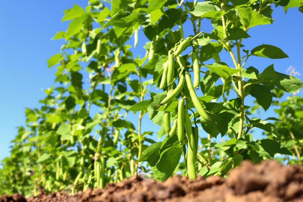 Home haricot a rames le legume grimpant ideal pour creer de lombre et recolter en 3 semaines