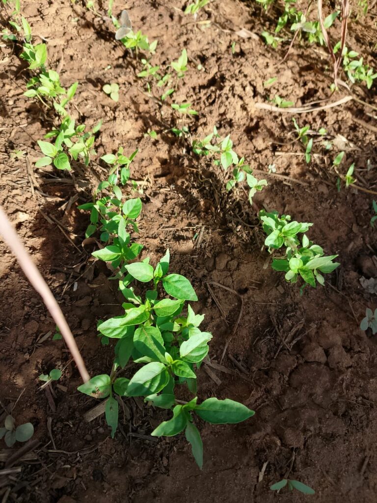 Home whatsapp image 2026 03 09 at 10.01.49