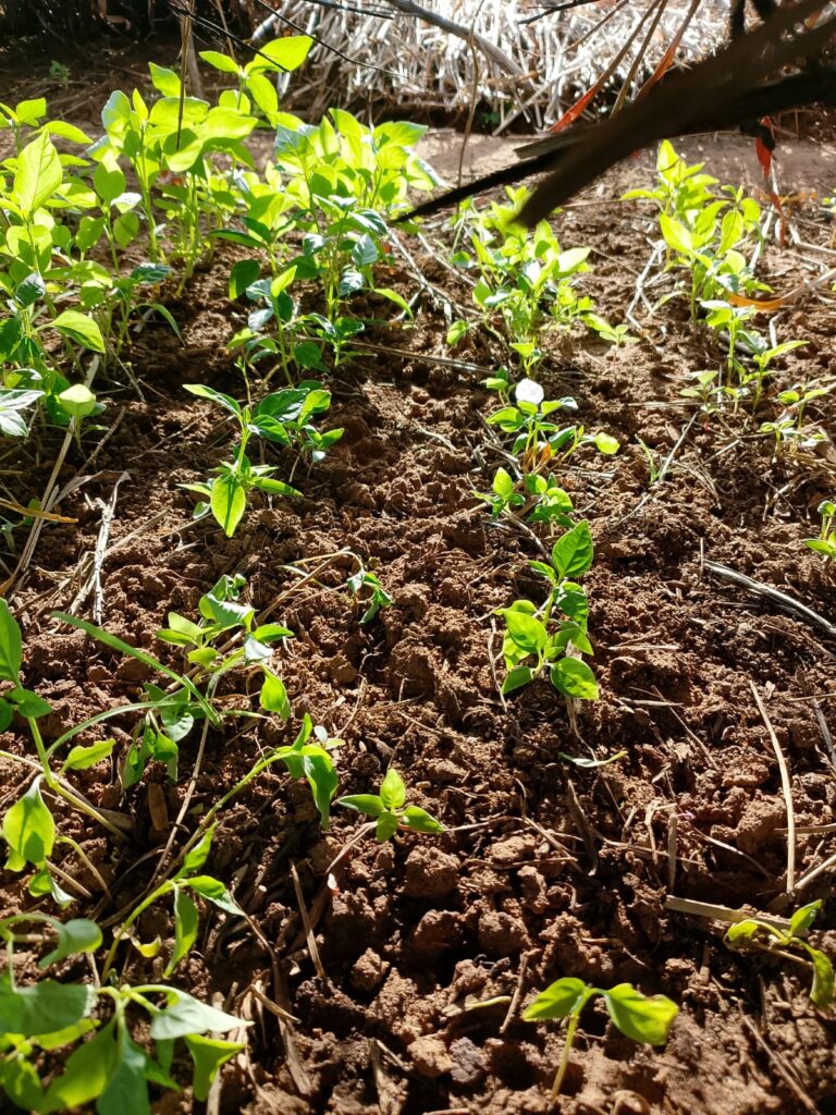 Home whatsapp image 2026 03 19 at 18.23.57