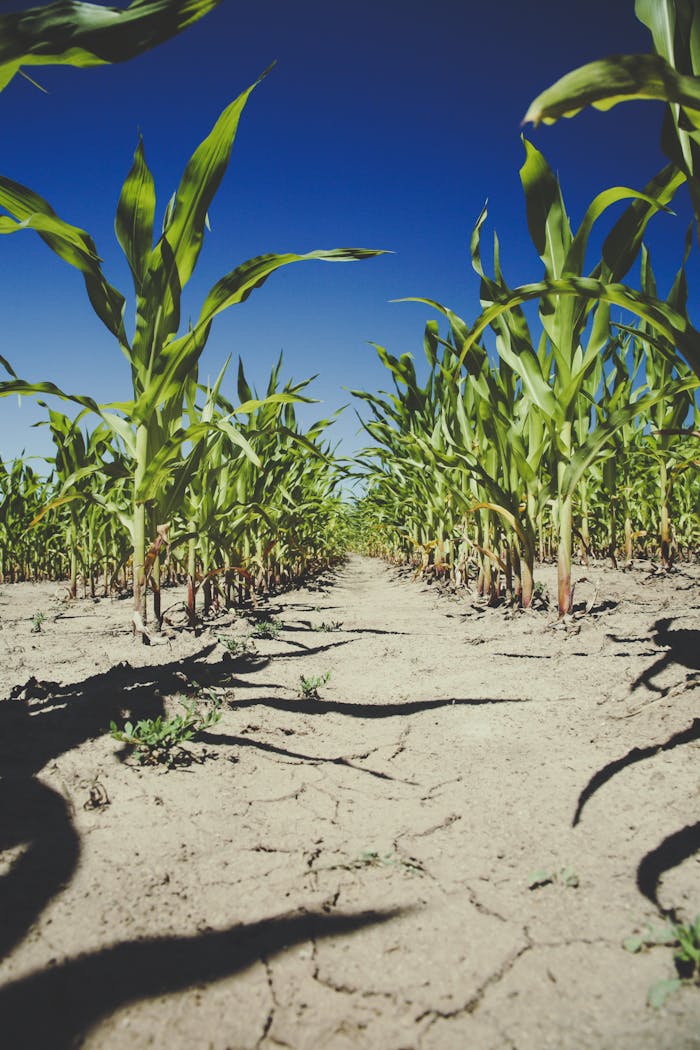 embark Vibrant cornfield with young green plants on arid, cracked soil during a sunny day, symbolizing agricultural resilience.